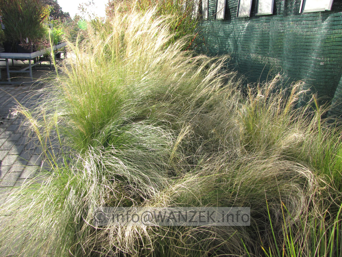 Stipa tenuissima (Nasella)-2.JPG